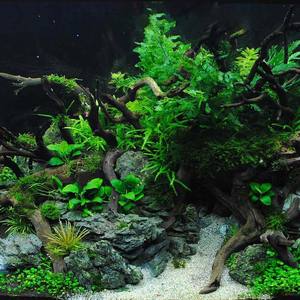 Bois aquarium bois flotté ensemble aquarium paysage décoration à petit Rhododendron araignée bois racine évier en gros - Product Image 5