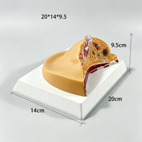 Modelo Anatómico Patológico de Seno Humano SCIEDU, Sección Transversal de Anatomía del Seno Humano, Modelo Anatómico de Seno Femenino