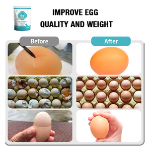 Prémélange Alimentaire pour Poulets en Croissance et Poules Pondeuses avec Acides Aminés, Enzymes et Vitamines - Product Image 4