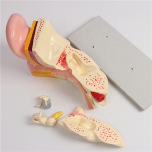 Modelo de Oído Humano Gigante Desmontable, Maniquí para Entrenamiento en Ciencias Médicas, Herramienta Educativa, Material de PVC de Alta Calidad, Verde Médico - Product Image 4