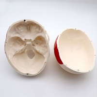 Modelo de cráneo 1:1 con puntos de origen e inserción muscular, marcadores numerados y dientes humanos simulados desmontables