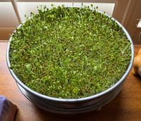 Kit de germination multicouche empilable en acier inoxydable 304 pour graines de haricots, de brocoli, d'alfalfa et de blé