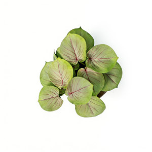 ต้นคาลาเดียมประดิษฐ์รูปทรงลูกศรในกระถางปูน ต้นไม้ประดิษฐ์เสมือนจริงสำหรับตกแต่งบ้านและเป็นของประดับตกแต่งกลางโต๊ะ - Product Image 4