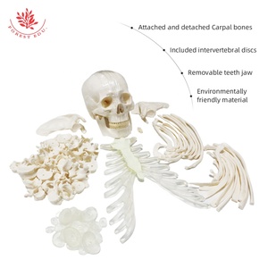 Modelo de hueso <span class=keywords><strong>humano</strong></span> para enseñanza médica, modelo de hueso de PVC de alta calidad, huesos dispersos en <span class=keywords><strong>el</strong></span> <span class=keywords><strong>cuerpo</strong></span> <span class=keywords><strong>humano</strong></span> - Product Image 4
