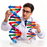 Modèle de structure de la double hélice de l'ADN, équipement médical et éducatif, jouet