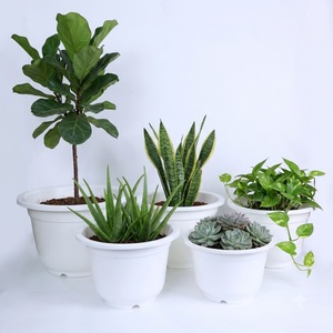 Maceta Redonda de Plástico PP para Vivero, Moldeada por Inyección, con Orificios de Drenaje, Ligera y Duradera, para Plántulas y Flores, Tamaño A250 - Product Image 1