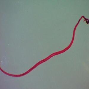 Juego de Portaobjetos Preparados para Microscopio, con Muestras de Parásitos, Garrapatas, Mosquitos y Gusanos, para Enseñanza Biológica y Observación en Laboratorio - Product Image 5