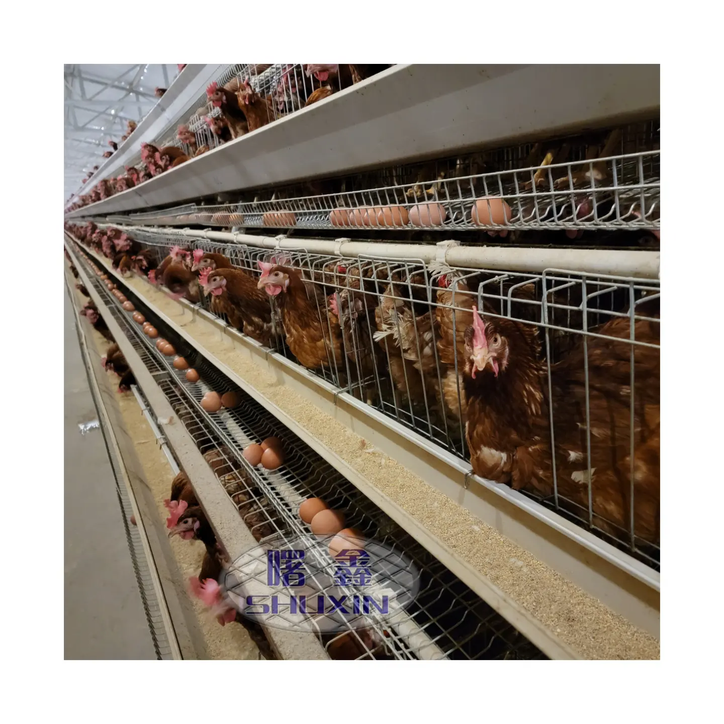 Ferme de batterie de volaille de pondeuses d'oeufs de poulets d'oiseaux de SX 96 pour les poulets d'élevage