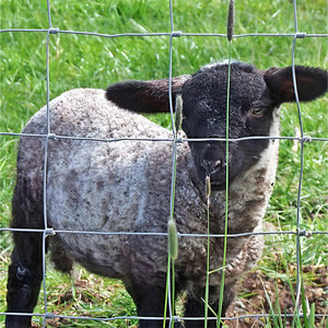 Clôture galvanisée directe d'usine de <span class=keywords><strong>grillage</strong></span> <span class=keywords><strong>pour</strong></span> la clôture de maille de champ de ferme de moutons de bétail - Product Image 3