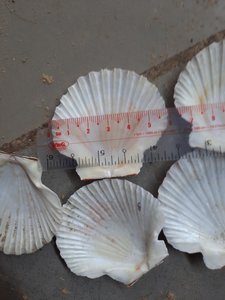 Decoración de acuario de concha de Vieiras de alta calidad, precio más competitivo, accesorio de granja de especies de peces limpiados - Product Image 2