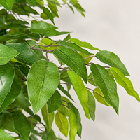 Ensemble de 2 arbres artificiels en ficus de 6,2 pieds de haut avec des troncs en bois véritable et des branches pliables - Décoration d'intérieur réaliste