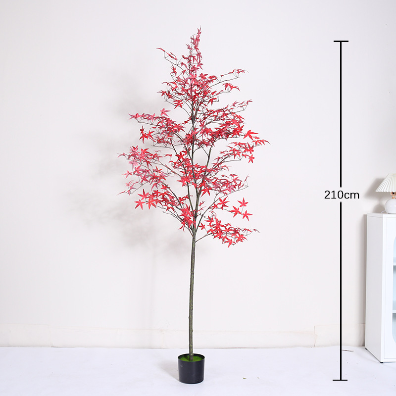 Bonsaï mini érable rouge régulier - 210cm