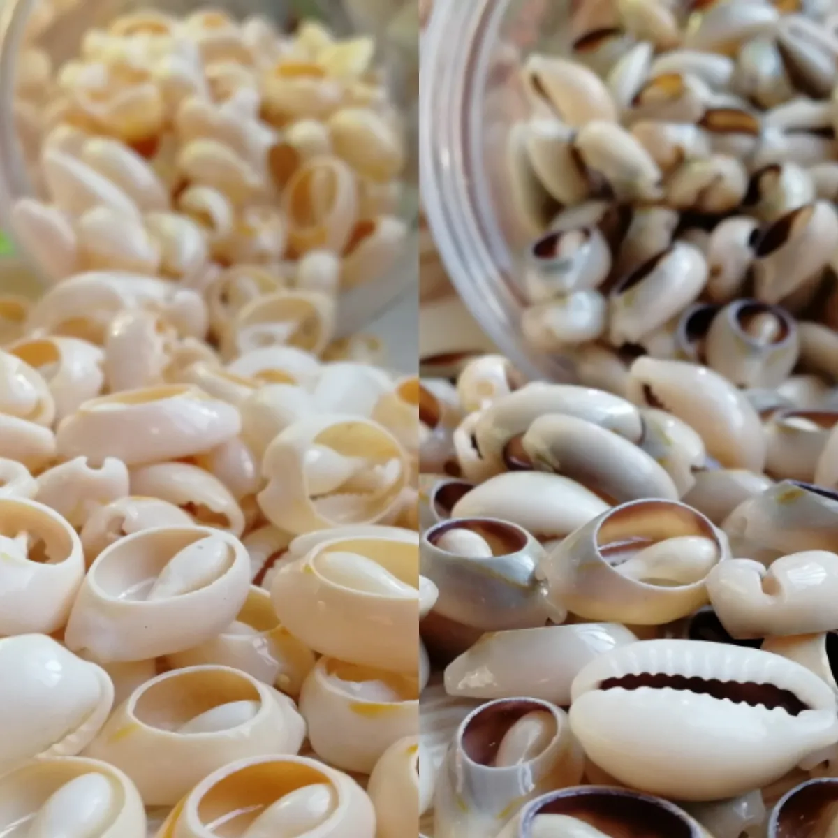 Conchiglie di ciprea naturale In forme assortite per gioielli perle di cocco sciolte perle di conchiglia di mare naturale per la creazione di braccialetti fai da te