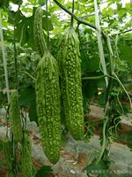 Poudre de melon amer séchée par pulvérisation-Charantine naturelle et vitamine K, soutien de la glycémie, soluble à 100%