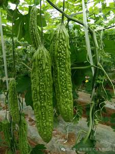 Sprey kurutulmuş acı kavun tozu-doğal Charantin ve K vitamini, kan şekeri desteği, % 100% çözünür - Product Image 3