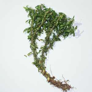 Alta calidad GMP estándar <span class=keywords><strong>Huperzia</strong></span> <span class=keywords><strong>Serrata</strong></span> extracto huperzina polvo de grado alimenticio puro hierba HPLC probado tambor envasado al vacío - Product Image 5