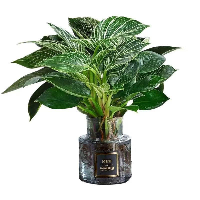 2# เพชรแพลตตินัม 10 เม็ด