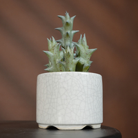 Plantes succulentes artificielles en plastique écologiques mini 18 cm pour la décoration de bureau et intérieure/extérieure
