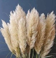 Penjualan Terbaik ramah lingkungan Pampas rumput dinding alami bunga kering pengawet permanen untuk rumah pernikahan Paskah mawar