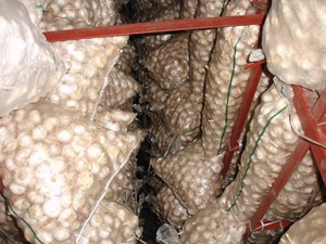 ร้อนขายขนาด5.0ขึ้นจีนกระเทียมสดปกติสีขาว - Product Image 6