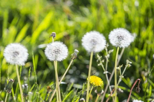 Nhà máy cung cấp chất lượng tốt bán buôn bồ công anh chiết xuất từ rễ Bột Bồ Công Anh chiết xuất bột - Product Image 4