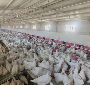 Tùy chỉnh thiết kế Gà Gia cầm gà trứng làm tổ hộp xây dựng CuộN ra gà tổ CuộN đi trứng hộp - Product Image 4