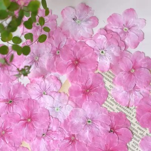 Fiori di ciliegio pressati <span class=keywords><strong>rosa</strong></span>, fiori secchi conservati, campioni floreali per lavoretti fai da te, cornici, custodie per telefoni, decorazioni di bellezza - Product Image 5