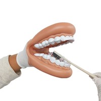 Modelo de Demostración de Cavidad Oral Flexible de Silicona Suave de Gran Tamaño con Cepillo de Dientes