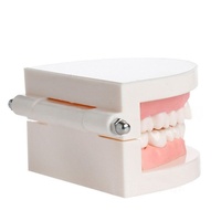 Modèle de cavité buccale en résine pour les dents dentaires, la maternelle et la brosse à dents pour les écoles et les sciences médicales.