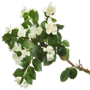 Tinh Khiết Tự Nhiên Chanh Myrussy Tinh Dầu Cao Cấp Chất Lượng Dầu Hương Liệu Hữu Cơ Điều Trị Cấp Tinh Dầu Cho Da - Product Image 3