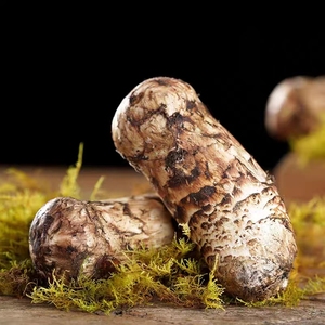 <span class=keywords><strong>Matsutake</strong></span> De Seta Rong, producto de alta calidad, <span class=keywords><strong>tricholoma</strong></span>, precio al por mayor - Product Image 5