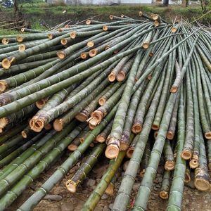 Caña <span class=keywords><strong>de</strong></span> <span class=keywords><strong>bambú</strong></span> negra natural para construcción, accesorio decorativo <span class=keywords><strong>de</strong></span> gran secado, moso - Product Image 6