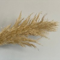 SumFlora Pampas Grass closeout home decor Large 70-80cm Pampas Grass For drop shipping home decor