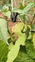 Clips de soutien pour plantes potagères |   Attaches en plastique rouges pour plantes grimpantes, pour concombres, aubergines, tomates, poivrons