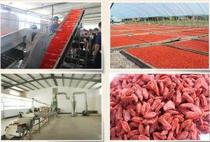Bayas de Goji Rojas Secas al <span class=keywords><strong>por</strong></span> <span class=keywords><strong>Mayor</strong></span>, Grandes, Comestibles, Envasadas al Vacío, Proceso AD - Product Image 5