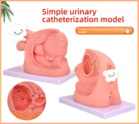 Modèle simplifié d'anatomie du périnée féminin pour la formation médicale PVC pour la pratique du cathétérisme féminin Science de la reproduction humaine