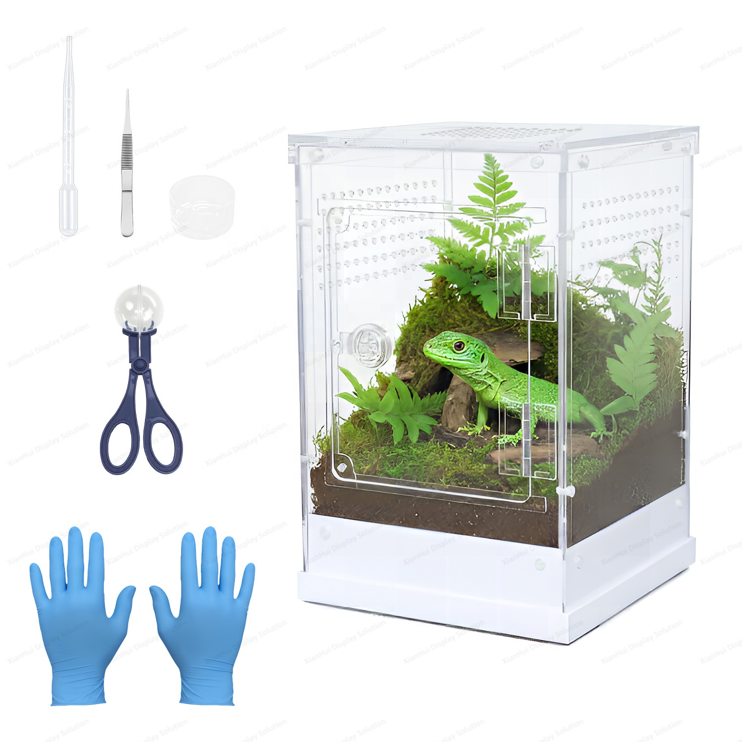 Stock-Transport-Lizard-Spider-