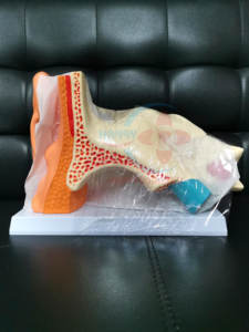 Modelo de Oído HC-S255, Nuevo Modelo Anatómico de Oído Grande, Modelo de Anatomía del Oído, Educativo Médico - Product Image 5