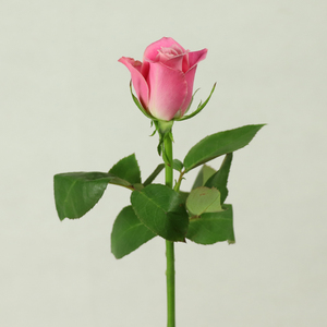 Fleurs fraîches coupées : <span class=keywords><strong>Jasmin</strong></span>, Rose, Chrysanthème en bouquet – Décoration florale saisonnière pour fleuriste et arrangements floraux - Product Image 6