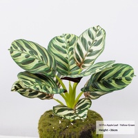 Tanaman Canna Lily Daun Buatan 3D Dicetak, Tanaman Pot Simulasi Tinggi untuk Dekorasi Rumah