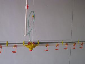 Élevage au sol au Pakistan : 4 mangeoires (paniers) / 3m, 5 tétines/m – Élevage de poulets de haute qualité - Product Image 2