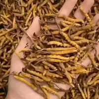 9006 Vente en gros de Cordyceps Sinensis naturel séché en tranches, non transformé, traité par procédé AD, 1 kg/paquet, durée de conservation de 18 mois