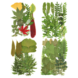 Chất liệu lá xanh nhỏ dập nổi hoa khô vĩnh cửu để tốt nghiệp cắm hoa ép nhựa - Product Image 1