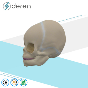 Modèle de crâne humain grandeur nature pour la science médicale, modèle d'anatomie de crâne de bébé pour l'apprentissage des enfants, outil d'affichage éducatif - Product Image 4