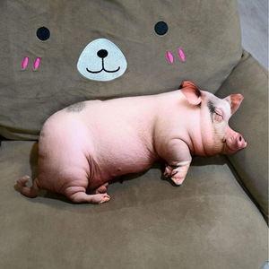หมอนตุ๊กตาหมูเหมือนจริง ขนาด 15 40 60 80 ซม. ของเล่นสัตว์จำลอง แมว สุนัข ตุ๊กตานุ่มนิ่ม สำหรับเด็ก ของขวัญงานปาร์ตี้ ใช้ได้ทั้งชายหญิง ไส้ใยโพลีเอสเตอร์ - Product Image 3