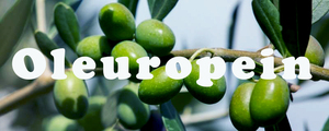 Pasokan langsung pabrik harga Compeptitive ekstrak daun zaitun 80% bubuk <span class=keywords><strong>Oleuropein</strong></span> - Product Image 4