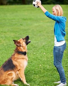 Collar de entrenamiento para perros eléctrico impermeable IPX7 recargable de 3500FT con control remoto 4 modos de entrenamiento Construcción de plástico