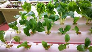 China Factory Aeroponic <span class=keywords><strong>Cloner</strong></span> 150/128/80 sito Hydroponic Clone Shell macchina per clonazione idroponica per piante - Product Image 3