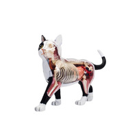 Modèle d'anatomie animale de chat simulé en 28 parties pour la science médicale, cadeau pour enfants, ressource pédagogique CE/ISO