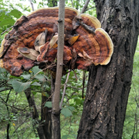GMP-standaard, hoogwaardige voedingskwaliteit polysacharide-extract Trametes Robiniophila Huaier poeder, vacuüm verpakt in trommel, oplosmiddelvrij